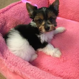 Biewer Terrier Puppies from CG Tiny Paws