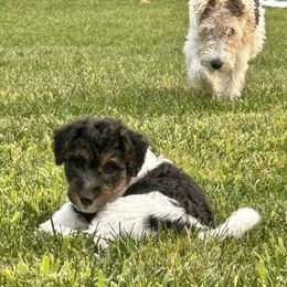Wire Fox Terrier Puppies from Lisa Ellis