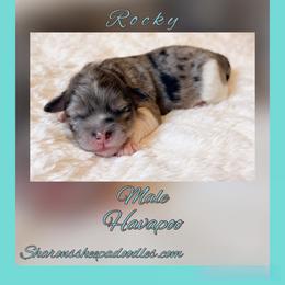 Rocky - Black and silver male Havapoo puppy in Roseburg, Oregon from Sharon’s Sheepadoodle’s