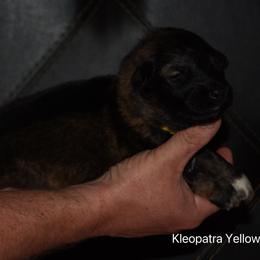Yellow Collar Female - Sable female German Shepherd puppy in Mariana, Florida from Haus M Godwin