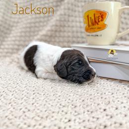 Jackson - Chocolate male Goldendoodle puppy in Dallas County, Texas from Dream A Little Doodle