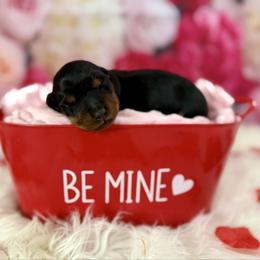 Beau - Black and tan male Dachshund puppy in Westport, Kentucky from Lonestar Creek Farm