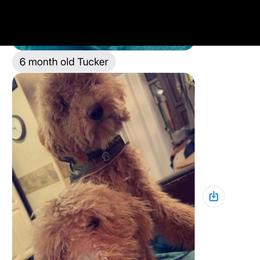 Goldendoodle and Poodle Puppies from Florida Coast Golden Doodles
