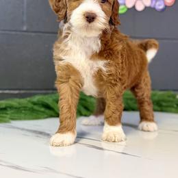 Rufus - Red male Bernedoodle puppy in Winfield, Alabama from Rose Lane Doodles