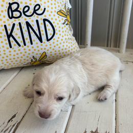 Loretta - Cream female Dachshund puppy in Dobson, North Carolina from Oakleys Dachshund Haven