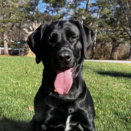 Lola - Labrador Retriever