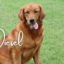 Diesel - Golden Retriever
