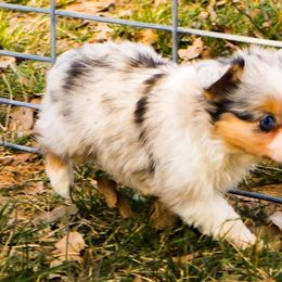 Miniature Australian Shepherd and Toy Australian Shepherd Puppies from Best Little Aussies