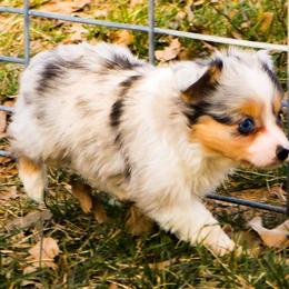 Miniature Australian Shepherd and Toy Australian Shepherd Puppies from Best Little Aussies