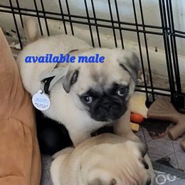 Boy 2 - Fawn male Pug puppy in Phoenix, Arizona from Pug Place Phoenix