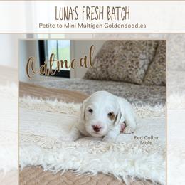 Oatmeal - Parti male Goldendoodle puppy in Bell Buckle, Tennessee from Precious Puptown Doodles