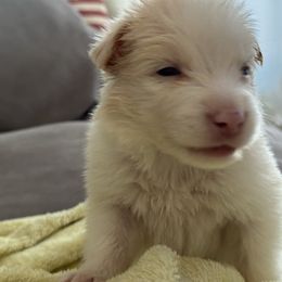 Oz boy - Gold merle male Border Collie puppy in Apple Valley, California from Flying S Ranch Border Collies