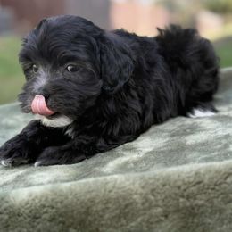 Damon - Black male Maltipoo puppy in Lebanon, Kentucky from Mosaic Merle Doodles