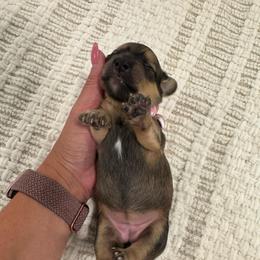 Stella - Shaded Cream - Cream female Dachshund puppy in Little Elm, Texas from HotDachs