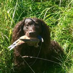 Boykin Spaniels from CommandsK9