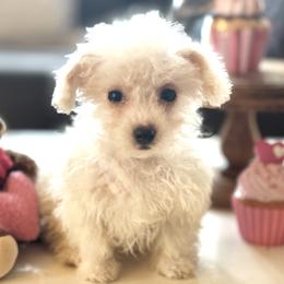 Frankie - White male Maltipoo puppy in Wendell, North Carolina from Teddys Teddy Bears