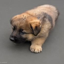 German Shepherd Puppies from Slippery Slope Shepherds