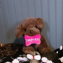 Aussiedoodles and Poodles from La-di-da doodles