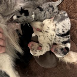 Girl 2 - Merle female Pomsky puppy in Sturgis, Kentucky from Furever Pomskies