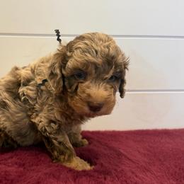 Black Collar Boy - Merle male Goldendoodle puppy in San Augustine, Texas from Vintage Doodles