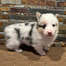 Boy 2 - Blue merle and white male American Corgi puppy in Visalia, California from VIP Stables