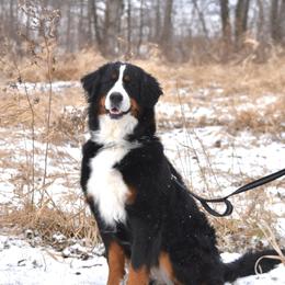 Bernese Mountain Dogs and Golden Retrievers from Clara’s Dogs