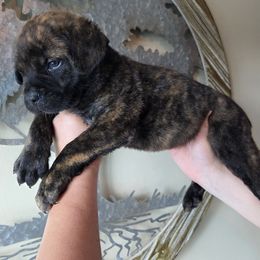 Dark Green - Chestnut brindle male Cane Corso puppy in Yale, Michigan from Titan Farms