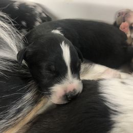 Australian Shepherd Puppies from Powell’s Australian Shepherds