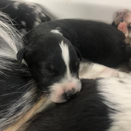 Australian Shepherd Puppies from Powell’s Australian Shepherds