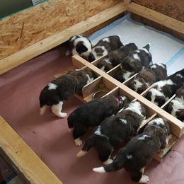 Saint Bernard Puppies from Somerset Saints