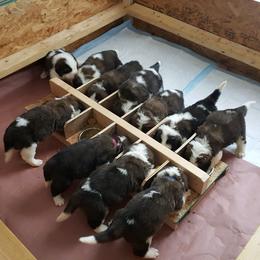 Saint Bernard Puppies from Somerset Saints
