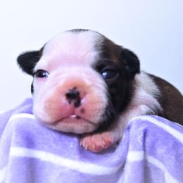 Baby Selûne - Black brindle and white female Boston Terrier puppy in Kingsport, Tennessee from Sleepwalker Bostons