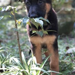 German Shepherd Puppies from Zwinger vom Schneider Wald