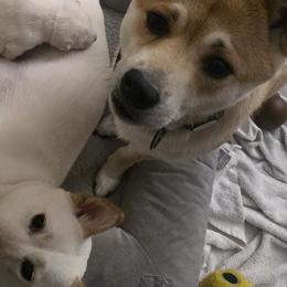 Shiba Inu from Priscilla Soares