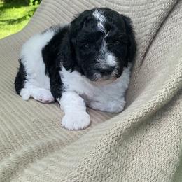 Beignet - Black and white male Sheepadoodle puppy in Columbia, Tennessee from Primrose Cottage Puppies