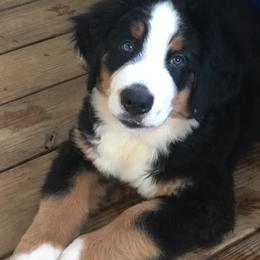 Bernese Mountain Dog Puppies from D’S Bernese Mountain Dogs