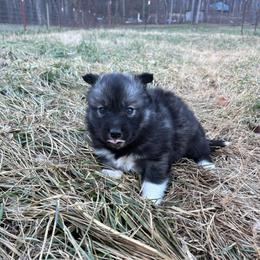 Green - Agouti and white male Siberian Husky puppy in Jonesborough, Tennessee from Dry Creek Siberians