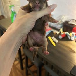 TBD - Liver female Shih Tzu puppy in Dallas, Texas from Almost Heaven Shih Tzu