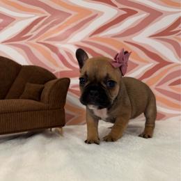 Ladybug - Fawn female French Bulldog puppy in Riverview, Florida from The Frenchie Lady Co.