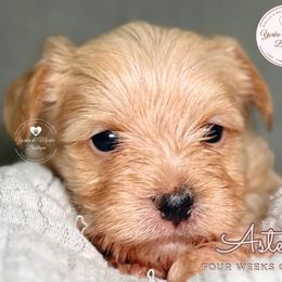 Morkie, Shorkie, and Yorkshire Terrier Puppies from Yorkie and Morkie Boutique