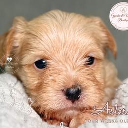 Morkie, Shorkie, and Yorkshire Terrier Puppies from Yorkie and Morkie Boutique