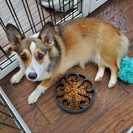 Niffler - Pembroke Welsh Corgi
