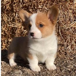 Daisy Girl 5 Purple - Red female Pembroke Welsh Corgi puppy in Shelley, Idaho from Whistling Wind Corgi’s