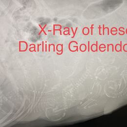 Goldendoodle Puppies from 7 Wonders' Doodles