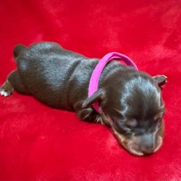Fuschia collar - Chocolate and tan female Dachshund puppy in Paradise, Texas from Cap Ranch Miniature Dachshunds