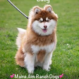 Lucy - Pomsky