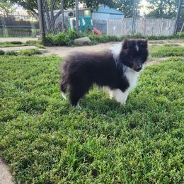 Rumble - Black and white male Shetland Sheepdog puppy in Ceresco, Michigan from Caraid Shelties