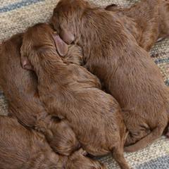 Goldendoodles and Springerdoodles from Willow Lane Doodles