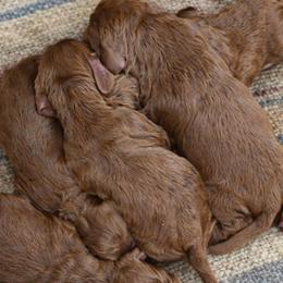 Goldendoodles and Springerdoodles from Willow Lane Doodles