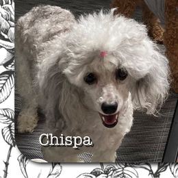 Chispa - Poodle